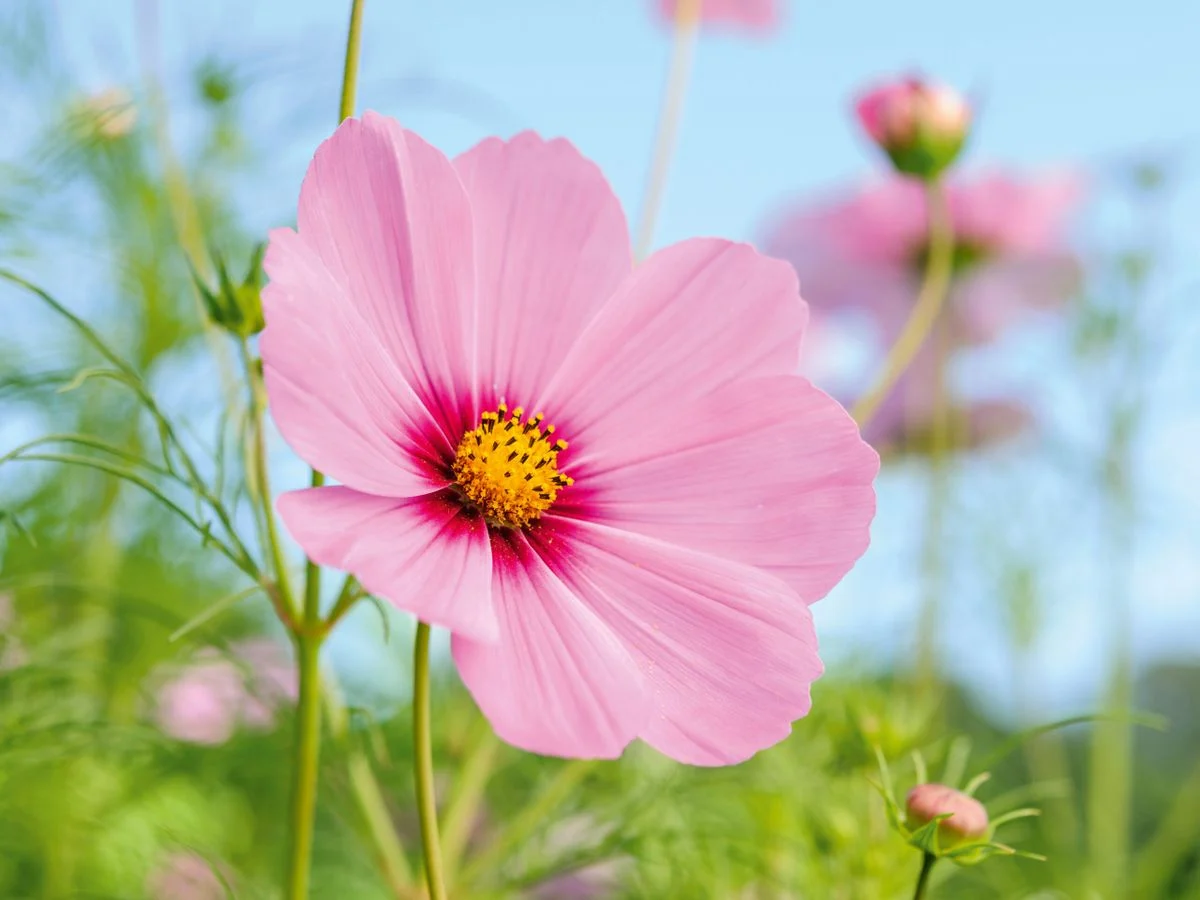 Pink cosmos flower in a bright garden, temporary placeholder image for Angel Partridge